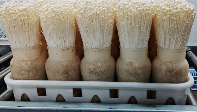 嘉興地區(qū)首次出口金針菇到美洲市場  年出口量預(yù)計可達500噸