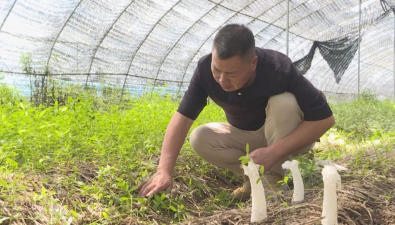 江蘇：儀征市劉集鎮(zhèn)成功引進(jìn)并馴化珍稀食用菌竹蓀