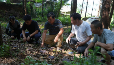 湖南省綏寧縣寨市國(guó)有林場(chǎng)林下靈芝迎來豐收