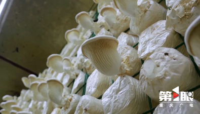 重慶：永川區(qū)食用菌產(chǎn)業(yè)引進(jìn)新成員