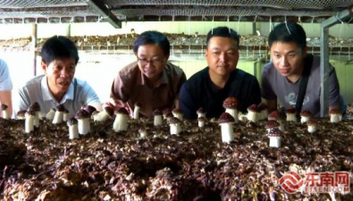 福建：古田縣杉洋鎮(zhèn)食用菌大家庭迎來(lái)新成員