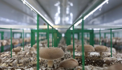 新疆：智慧方艙開啟食用菌生產新模式，空間利用率提升75%
