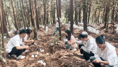 貴州織金紅托竹蓀實地測產(chǎn)，畝產(chǎn)量1004.72公斤