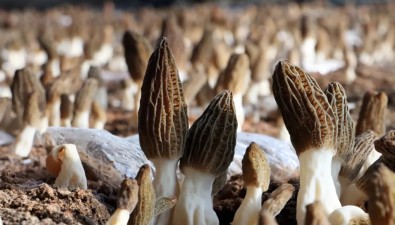 【直播預告】“羊肚菌種植關(guān)鍵技術(shù)及風險防控措施”8月28日開啟