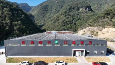 浙江：建德市航頭鎮(zhèn)“共富菇廠”一期項目已生產(chǎn)雙孢菇1300余噸