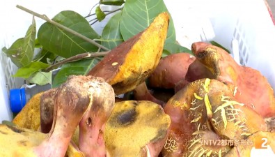 云南毒菌名單新增3種毒蘑菇，紅見手青被“除名”