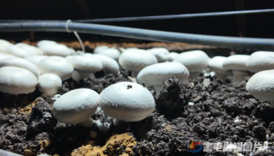新疆奎屯市開干齊鄉(xiāng)：創(chuàng)新蘑菇種植技術(shù)，提高質(zhì)效